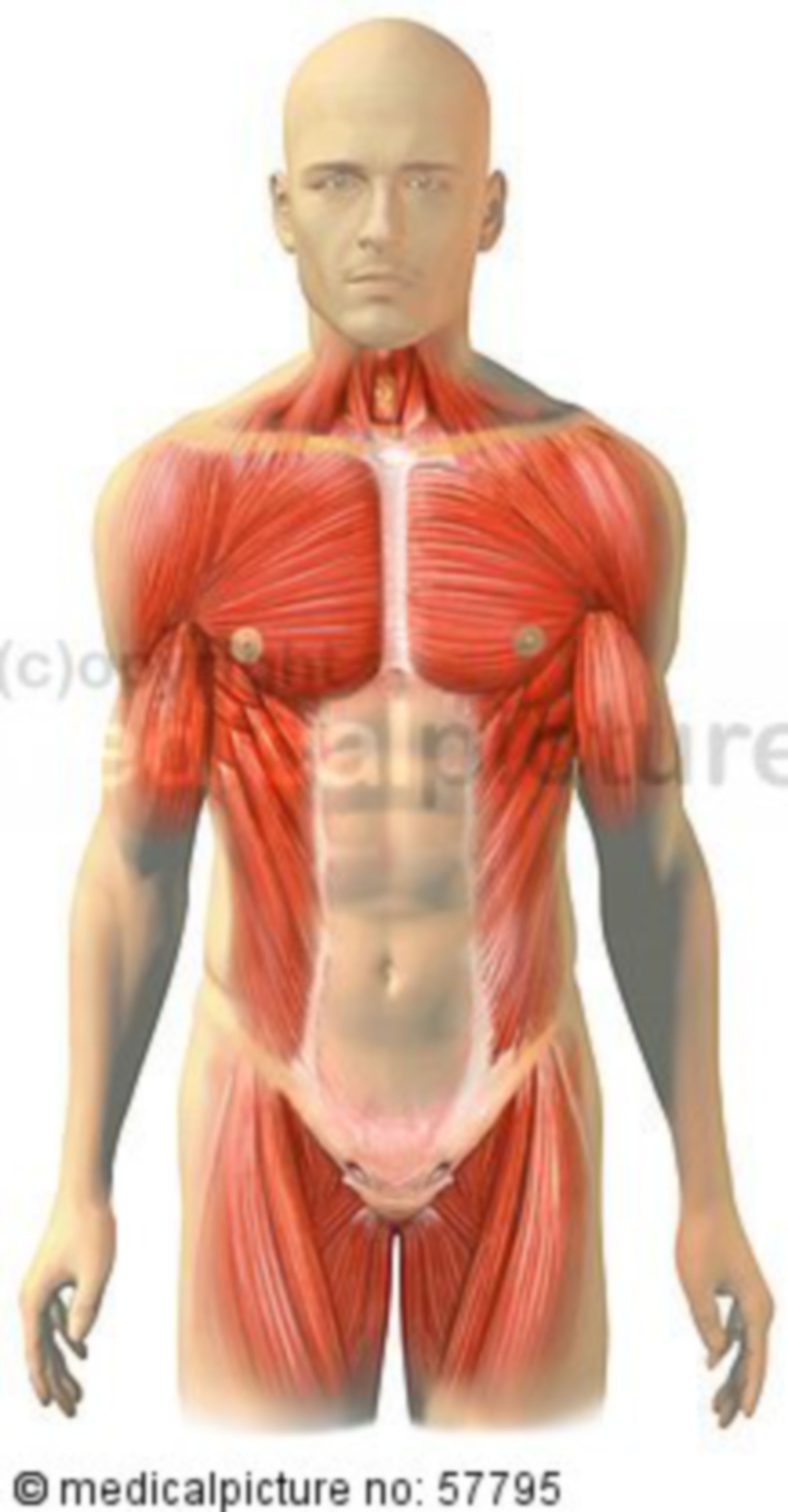 Anatomical illustrations - skeletal muscles