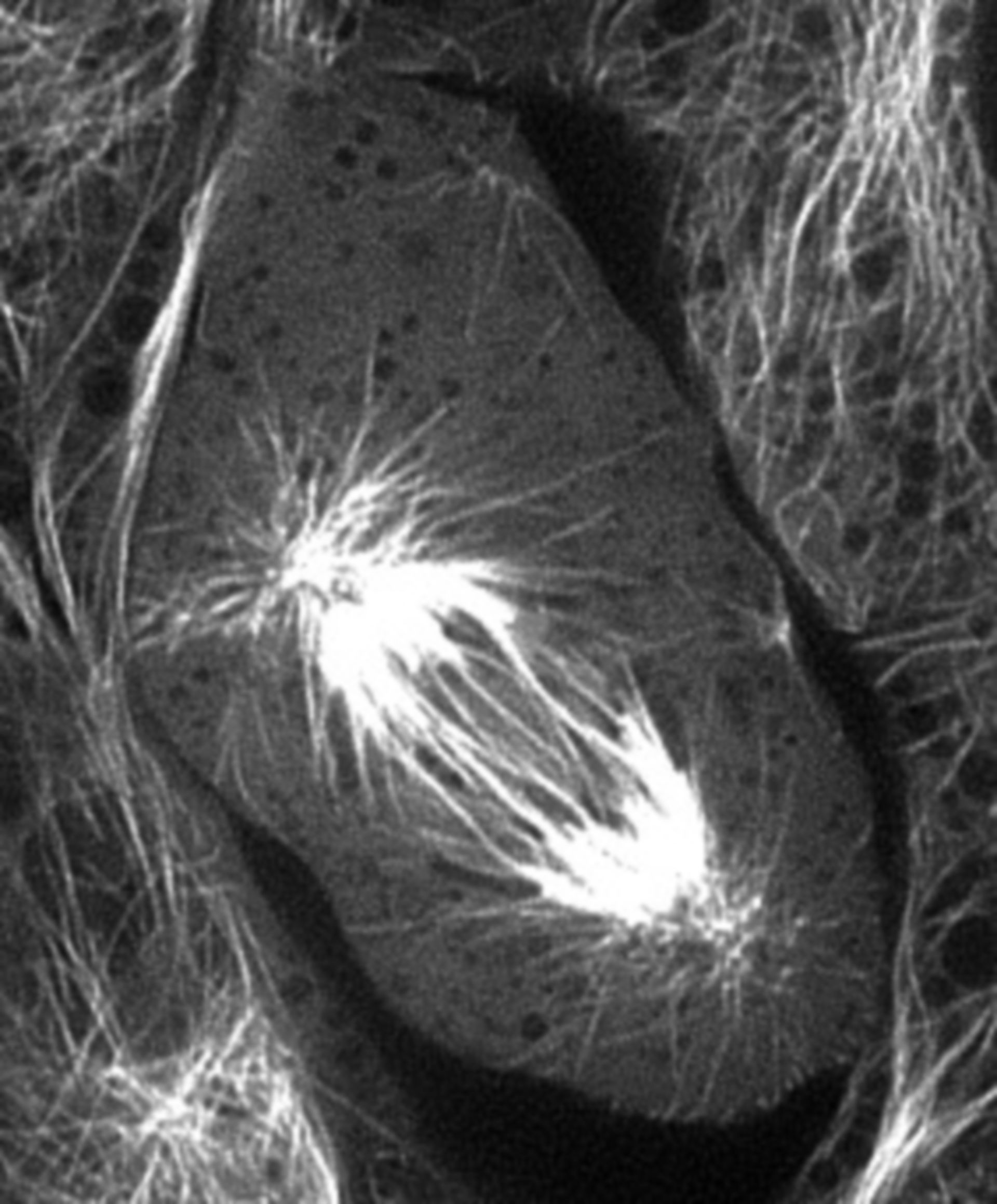 Sus scrofa domestica (Microtubule cytoskeleton) - CIL:40367