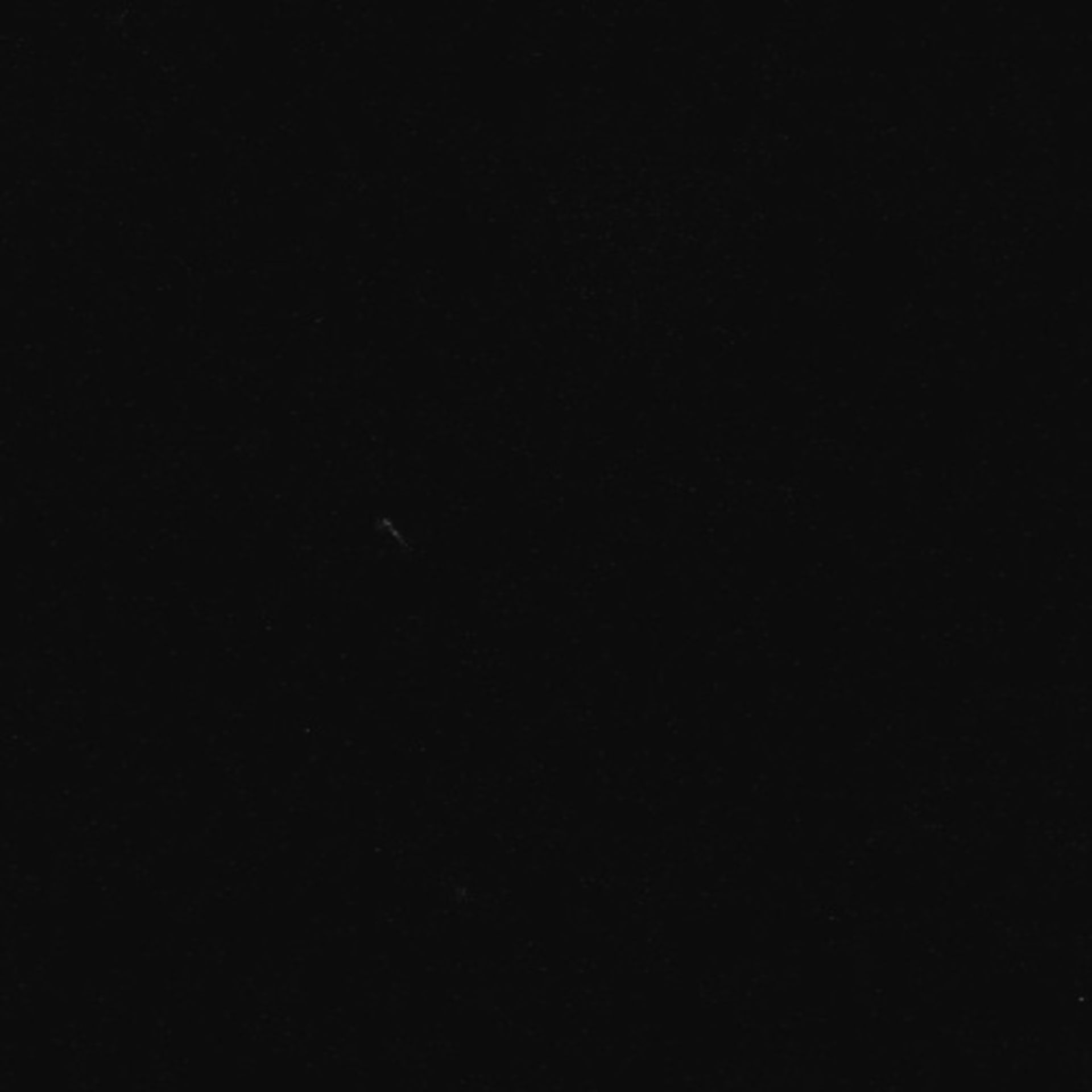 Xenopus laevis (Axon) - CIL:36944