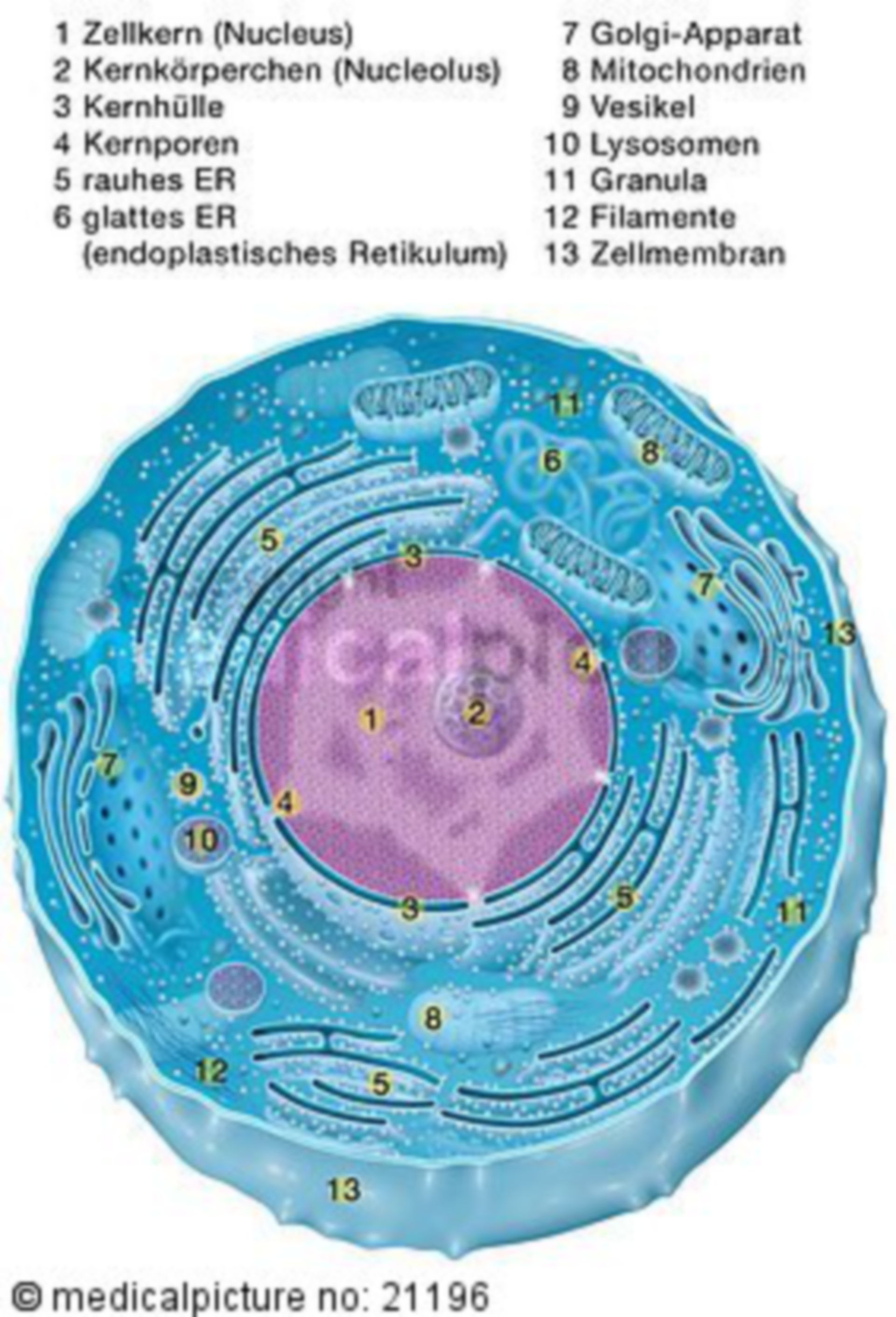 Plasma cell (labelled)