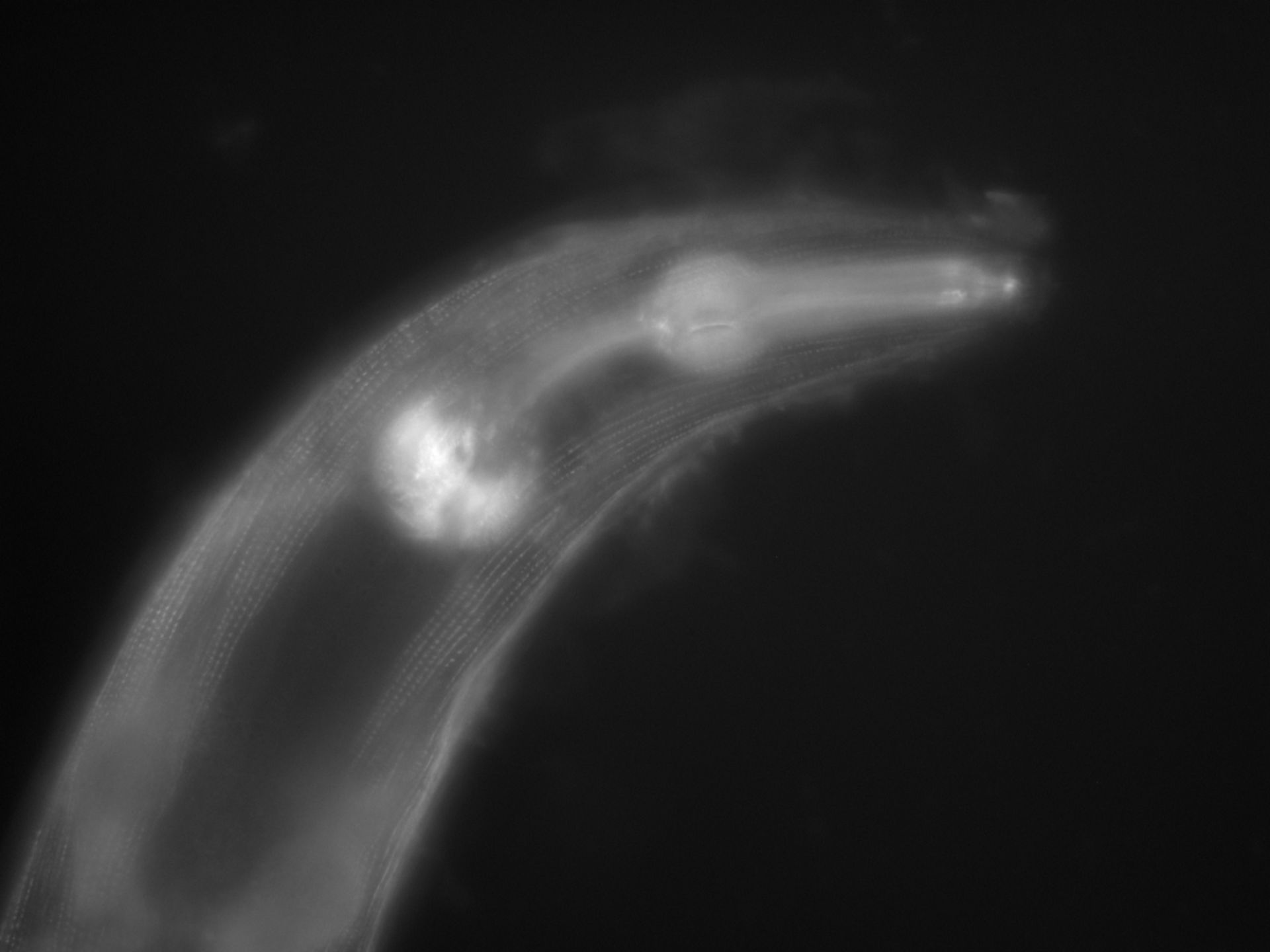 Caenorhabditis elegans (Actin filament) - CIL:1130