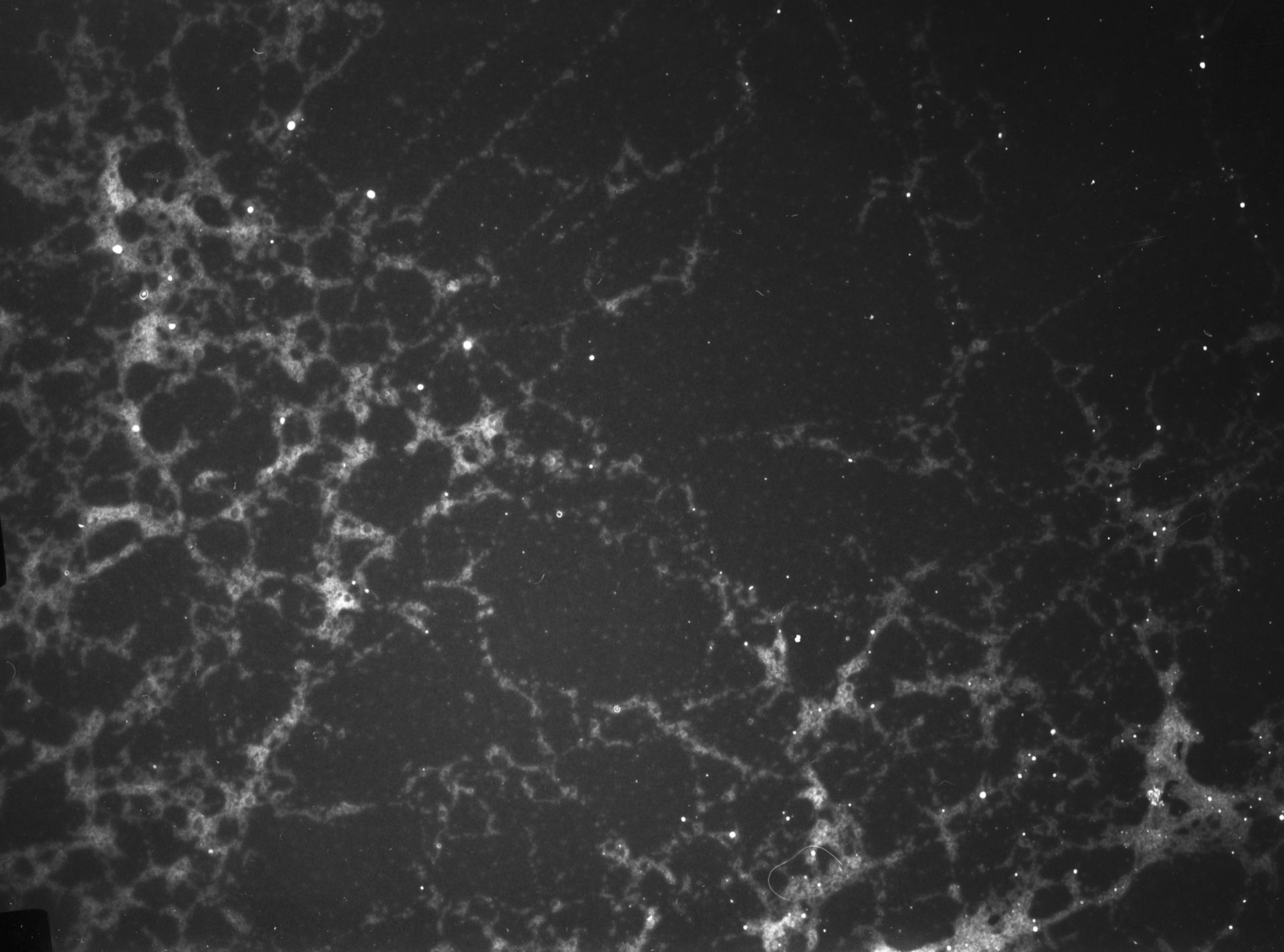 Gallus gallus gallus (Chromatin) - CIL:10702