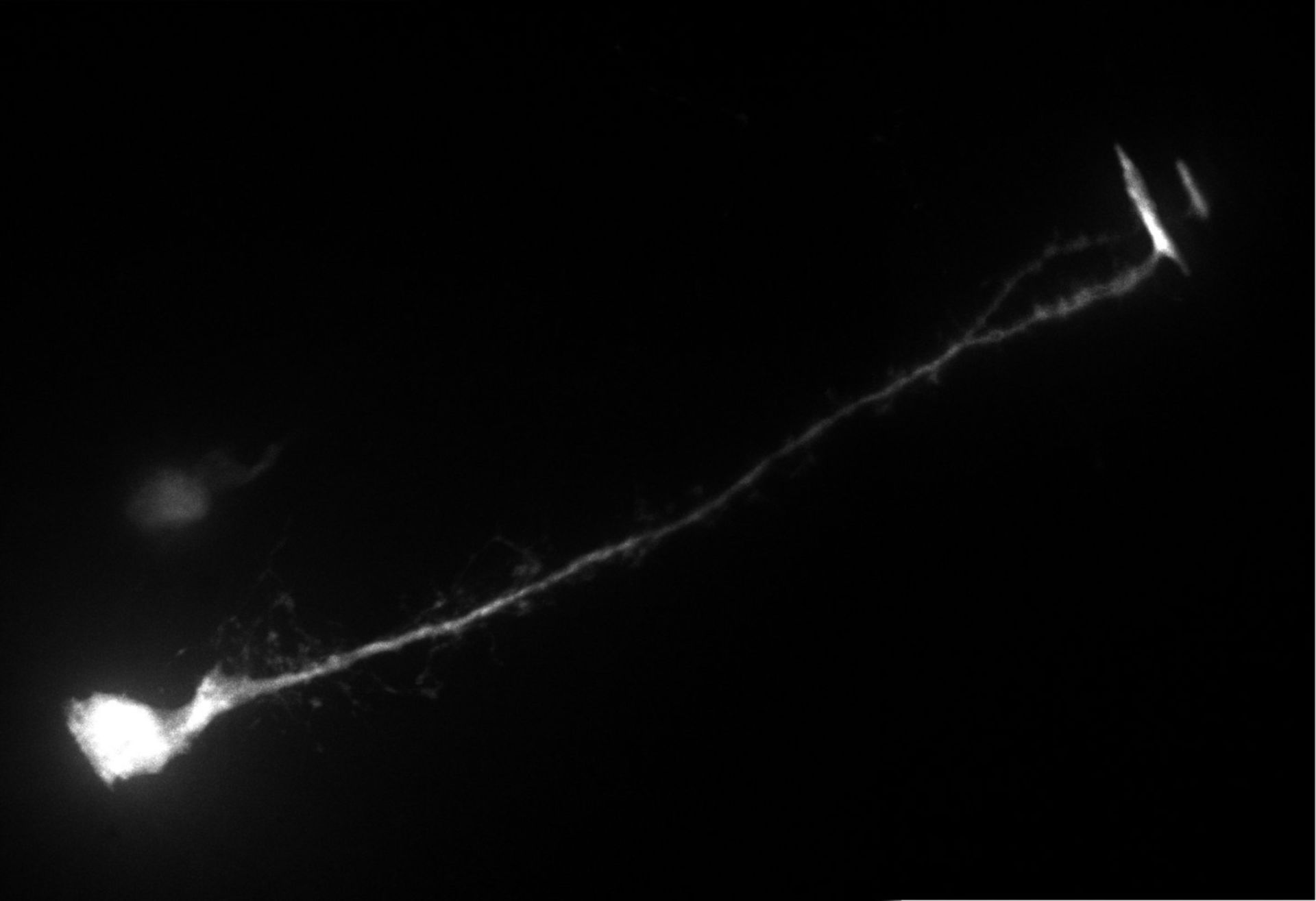 Xenopus laevis (Cell) - CIL:26252