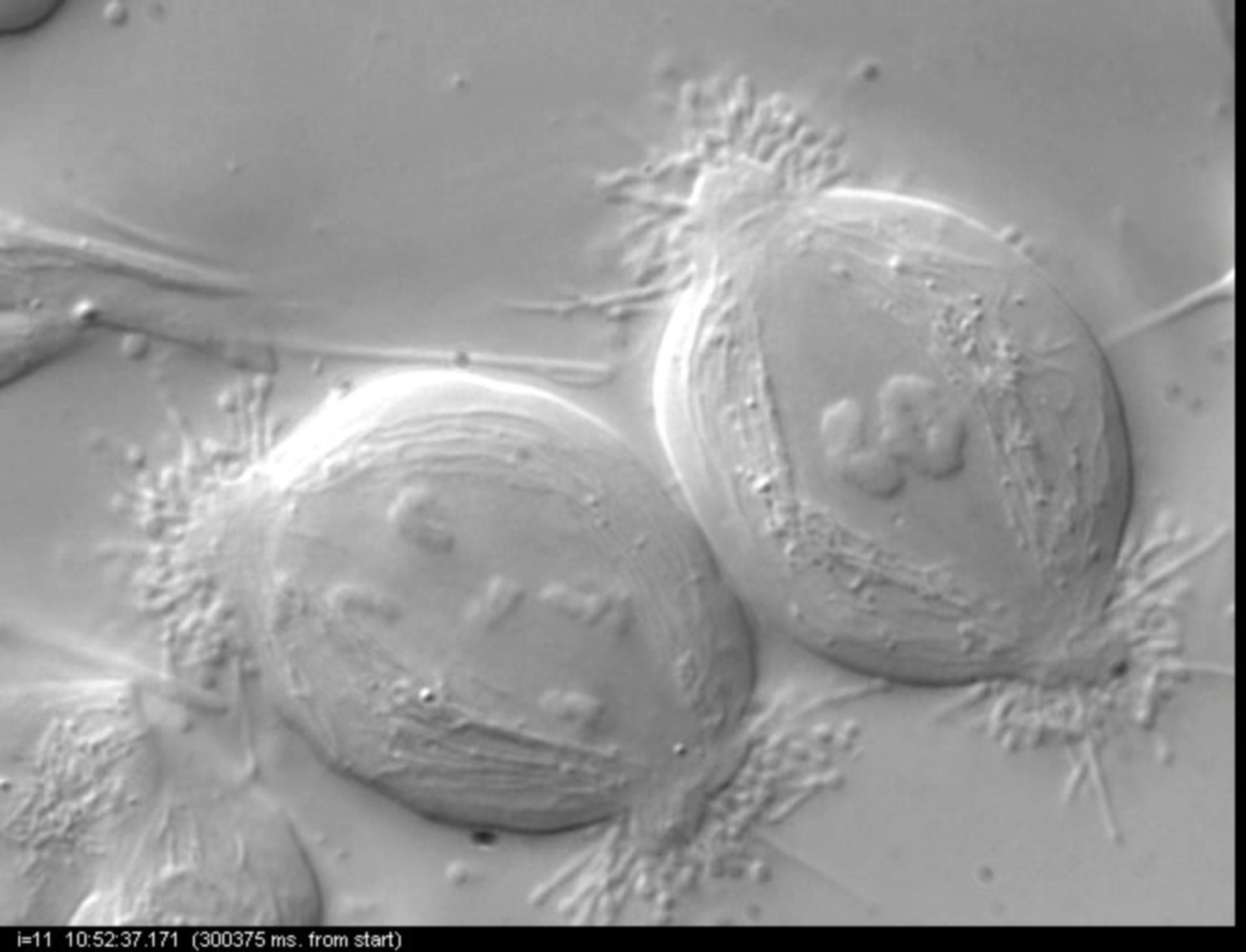 Nephrotoma suturalis (Nuclear chromosome) - CIL:10729