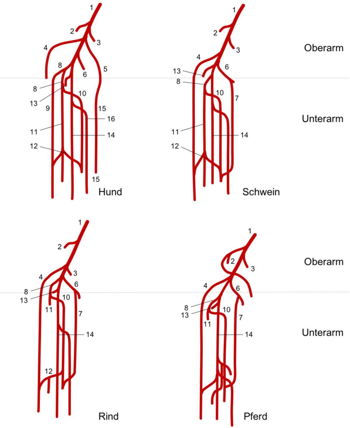 Arteria brachialis (links)
