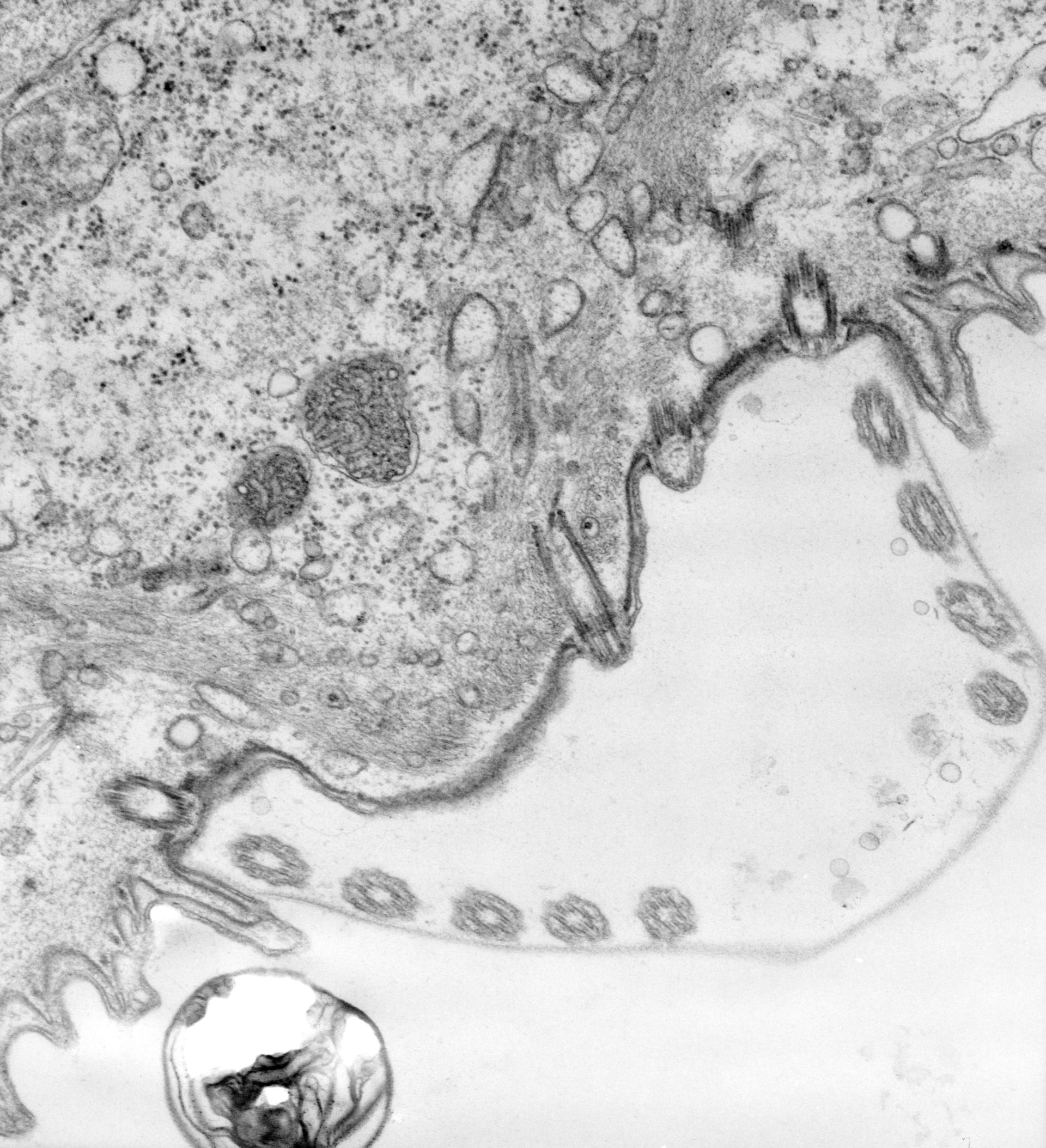 Vorticella convallaria (Scopula) - CIL:39508