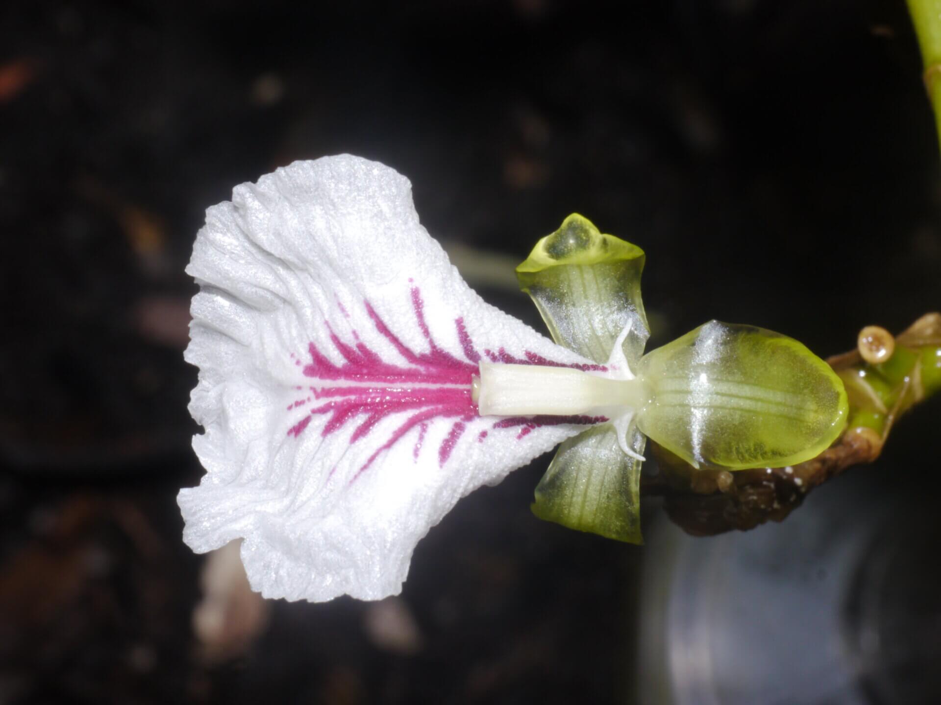 Elettaria cardamomum
