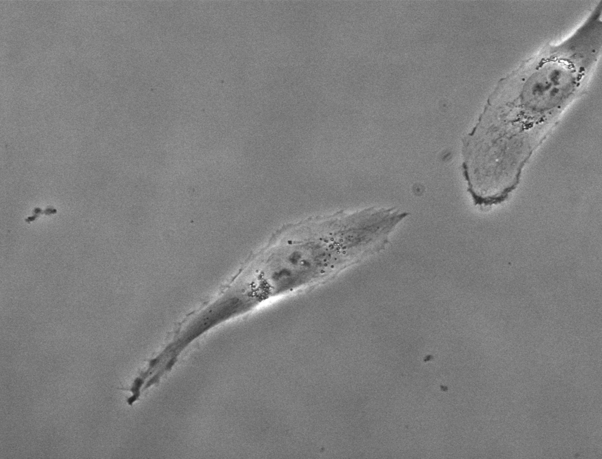 Homo sapiens (Retinal pigment epithelium) - CIL:25695