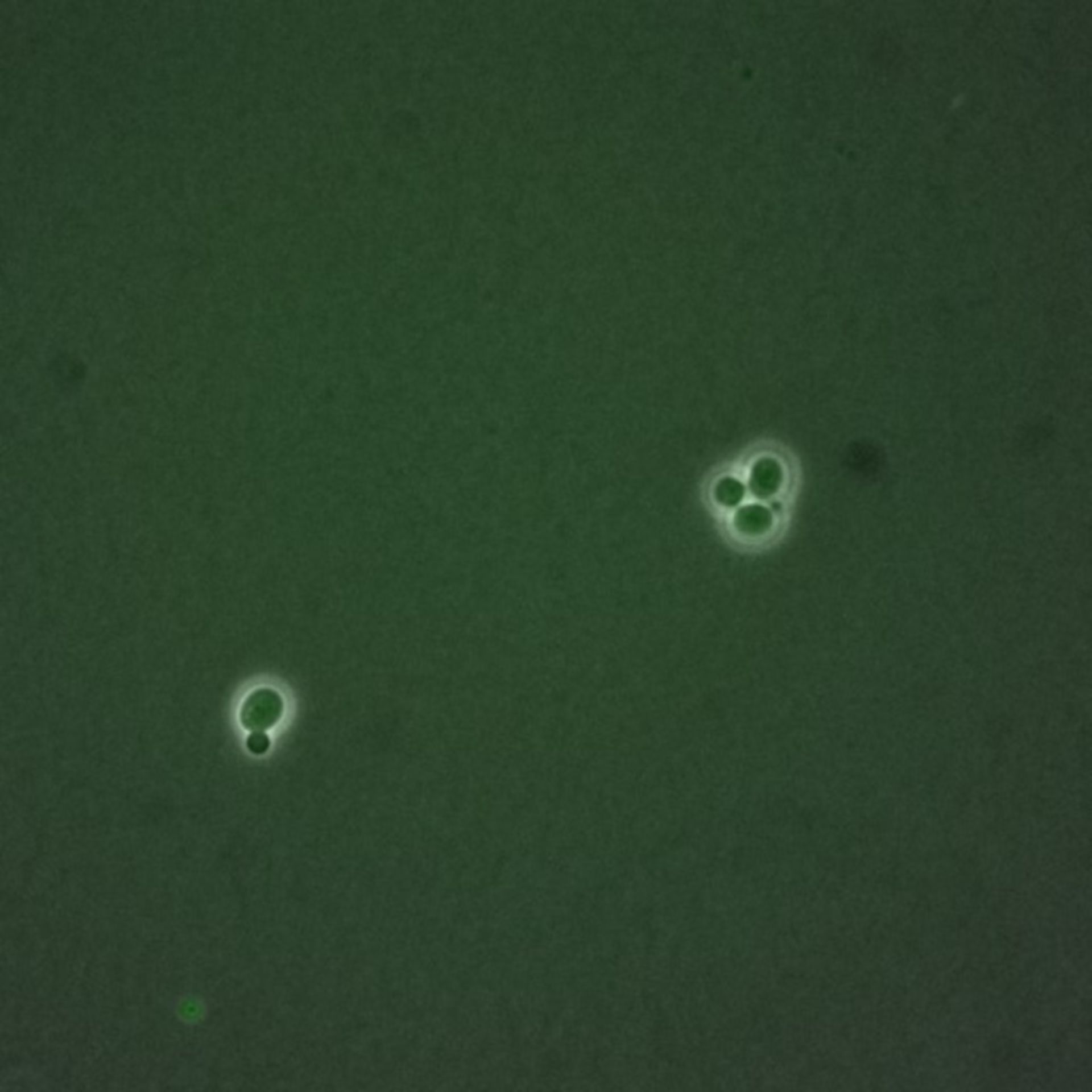 Saccharomyces cerevisiae (Spindle pole body) - CIL:35840