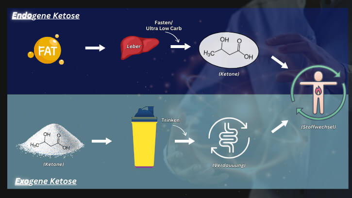 unterschied_exogene_ketone_k_rpereigene_ketose_l_ufer__1_original.jpg