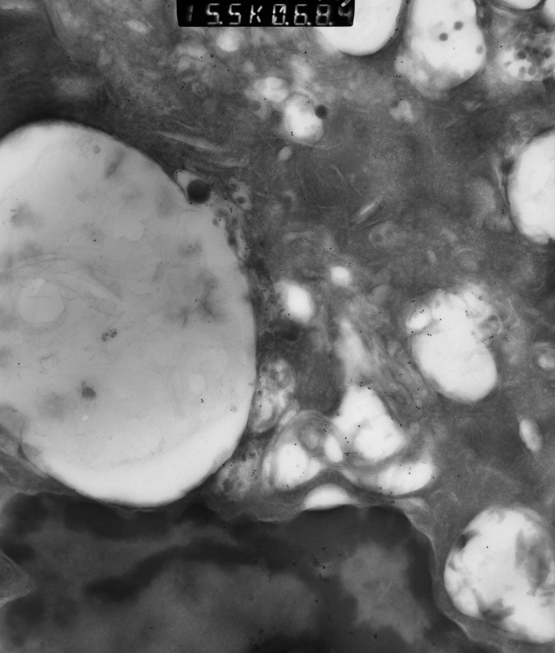 Rattus rattus (Mitochondrion) - CIL:12956