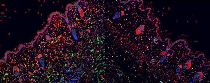 experimental_treatment_with_anandamide_original.jpg