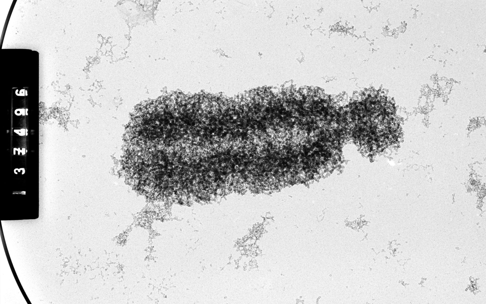 Cricetulus griseus (Nuclear chromosome) - CIL:35545
