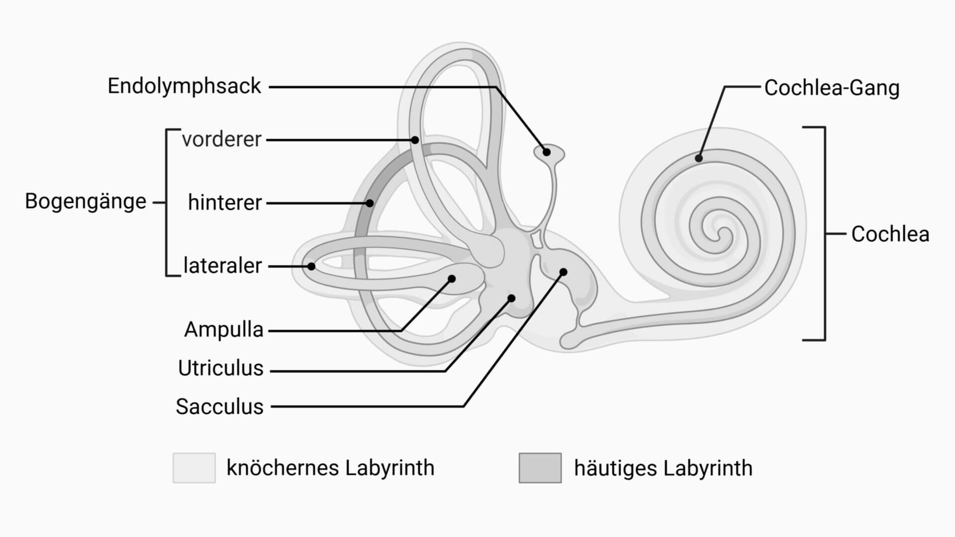 Anatomie des Innenohrs