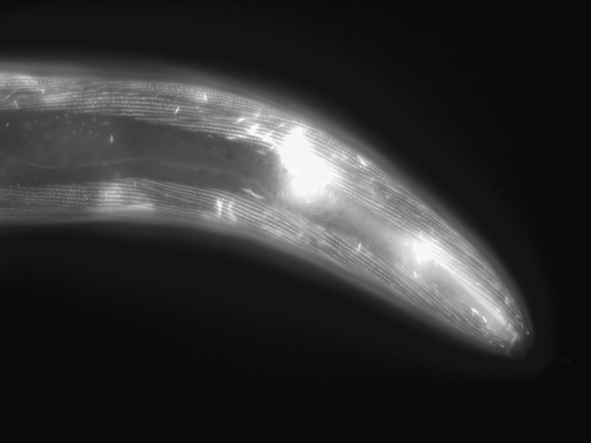 Caenorhabditis elegans (Actin filament) - CIL:1040