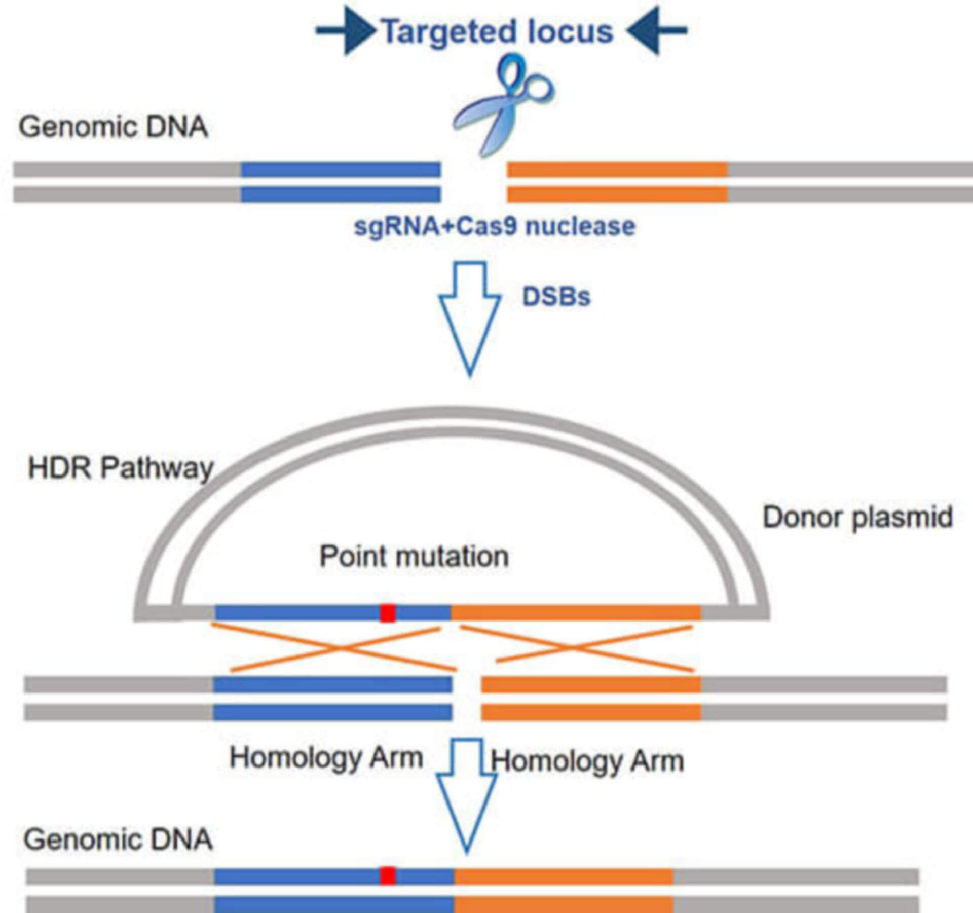 Point Mutation Cell Line Generation