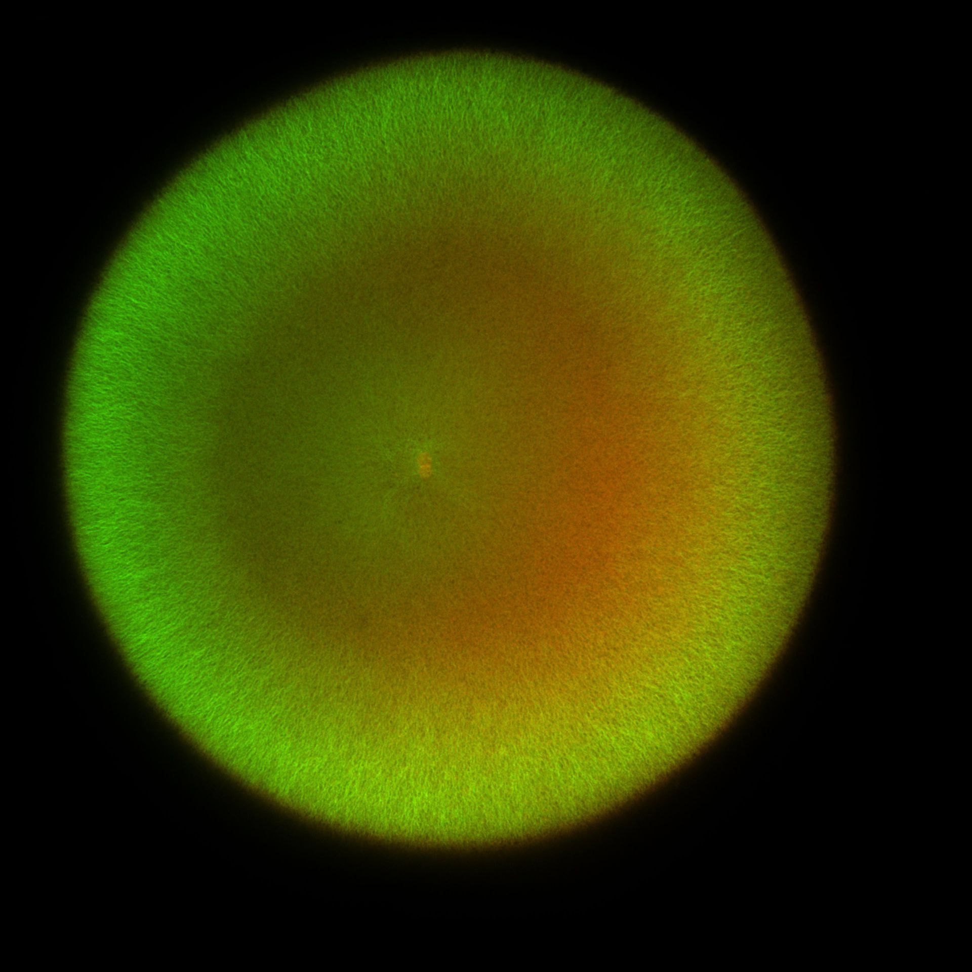Xenopus laevis (DNA) - CIL:36481