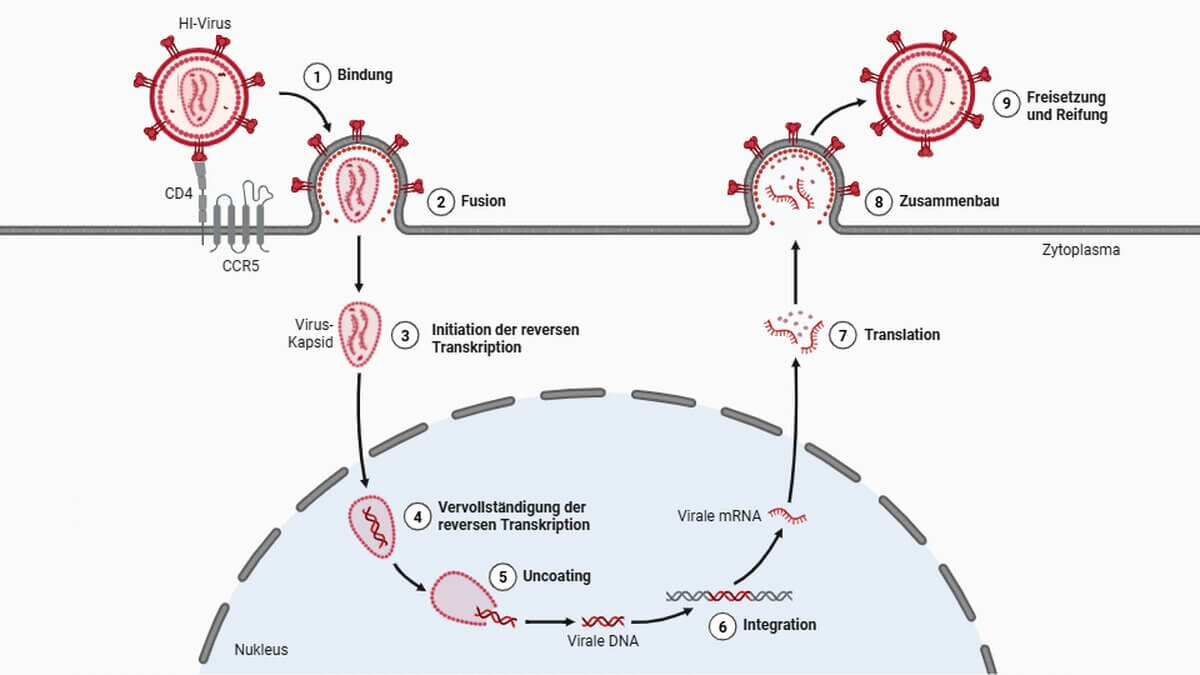 Viraler Zyklus bei HIV