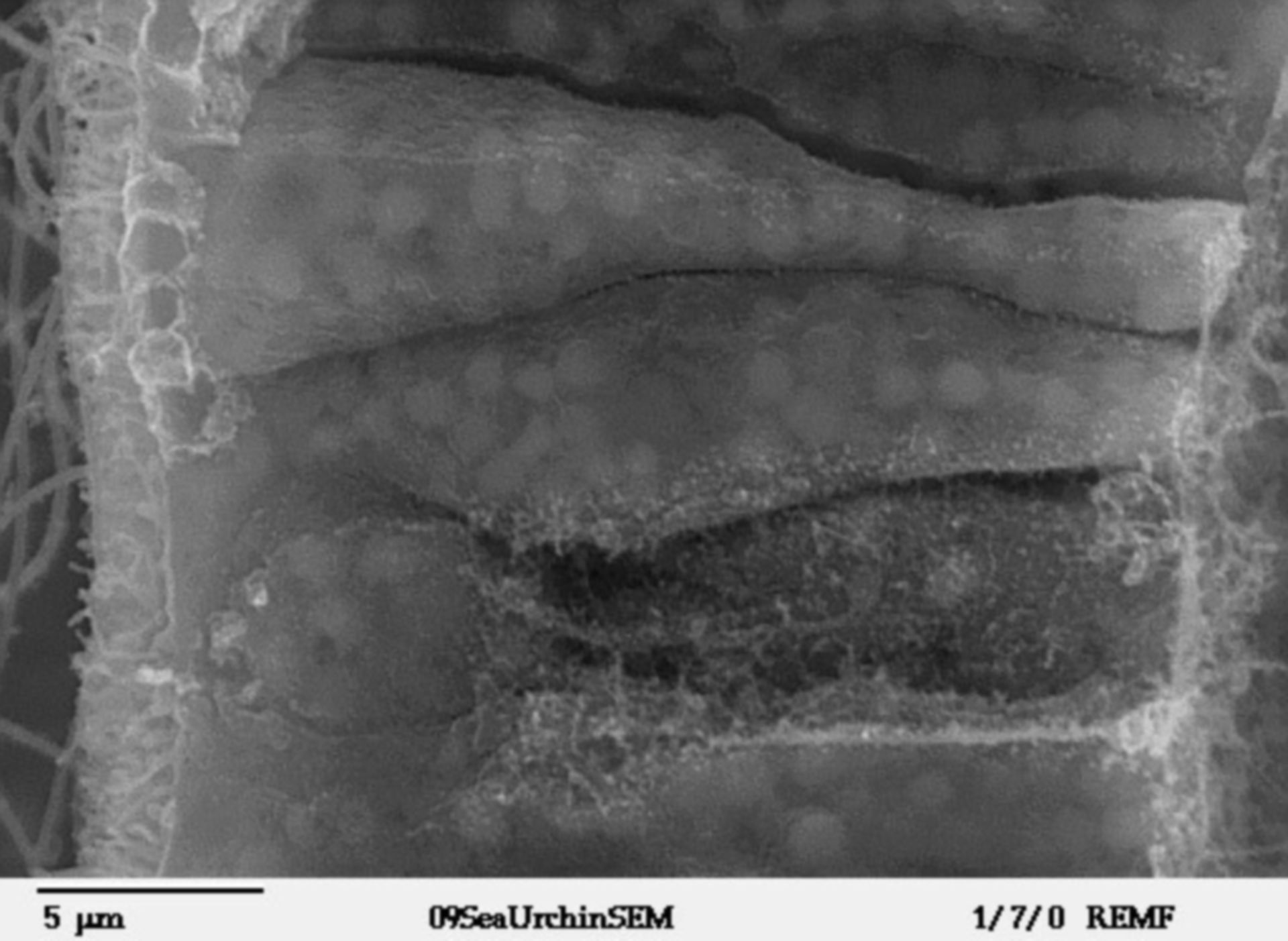 Lytechinus pictus (Cell surface) - CIL:39790