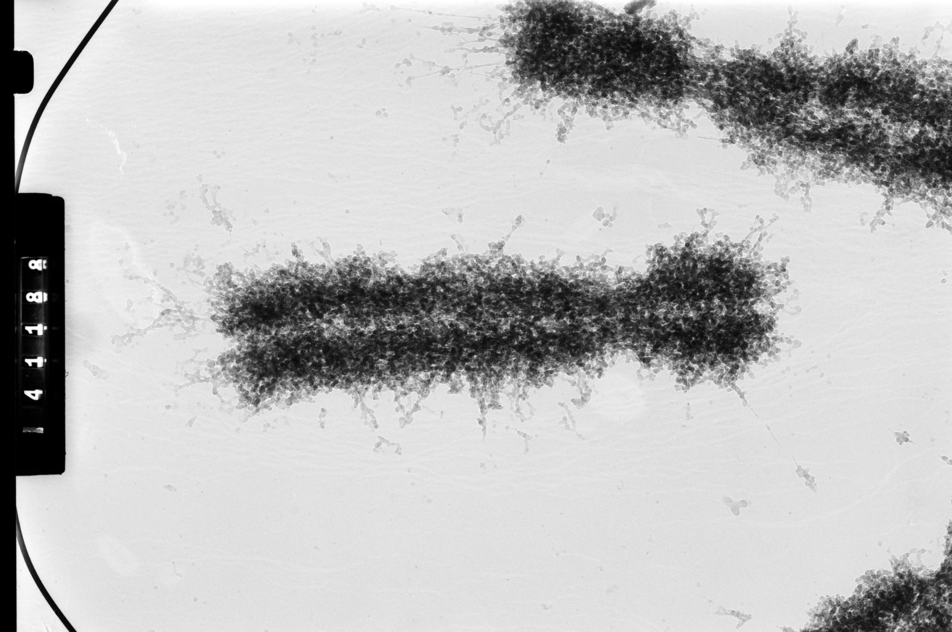 Homo sapiens (Condensed chromosome) - CIL:35381