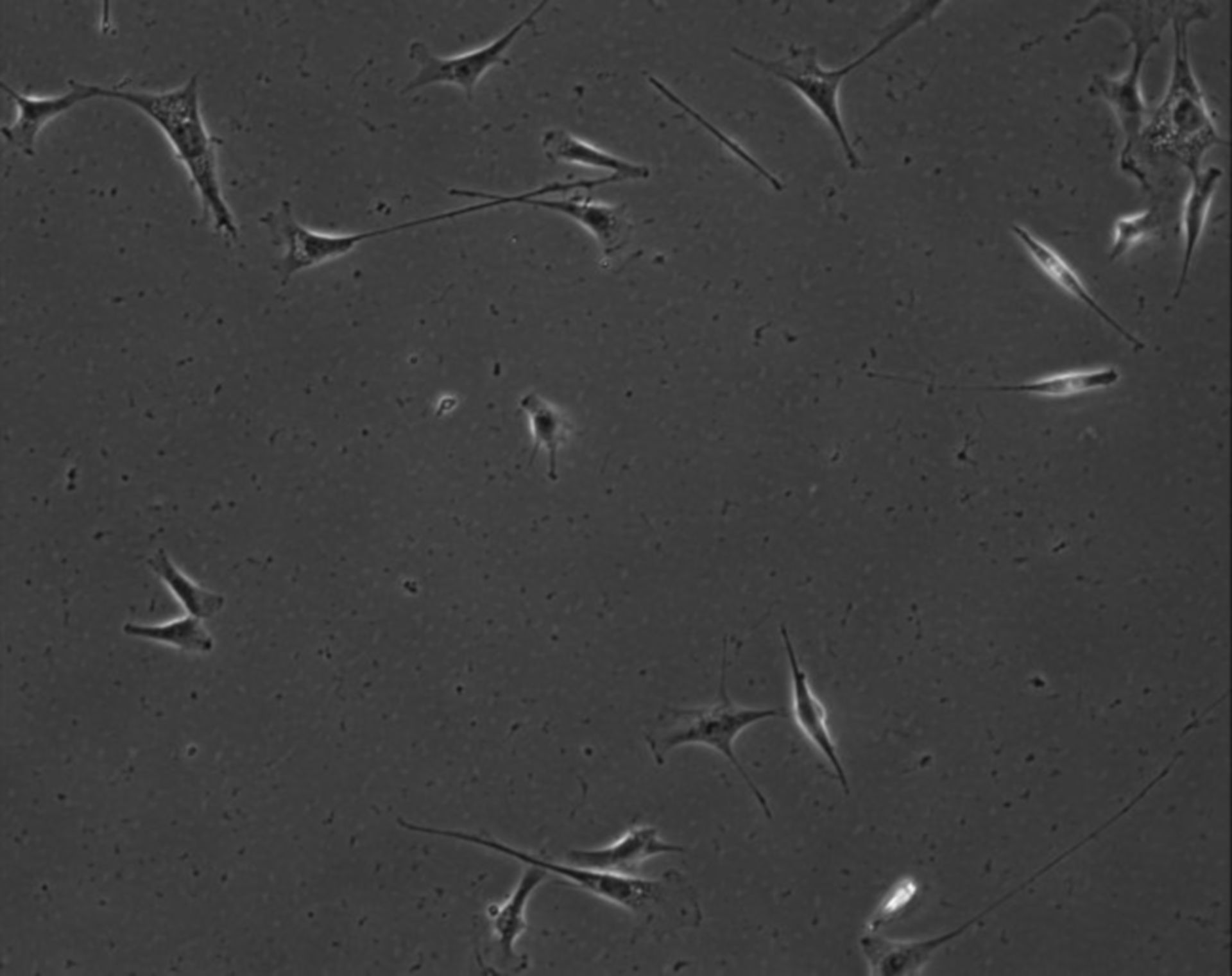 Mus musculus (Extracellular matrix part) - CIL:7913