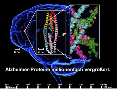 Durch Röntgenstrukturanalyse kann die Bindung zwischen dem APLP1-Protein und dem Zuckermolekül Heparansulfat sichtbar gemacht werden. Im Vergleich zum Gehirn sind diese Moleküle millionenfach kleiner. © Grafik: Sven Dahms / FLI