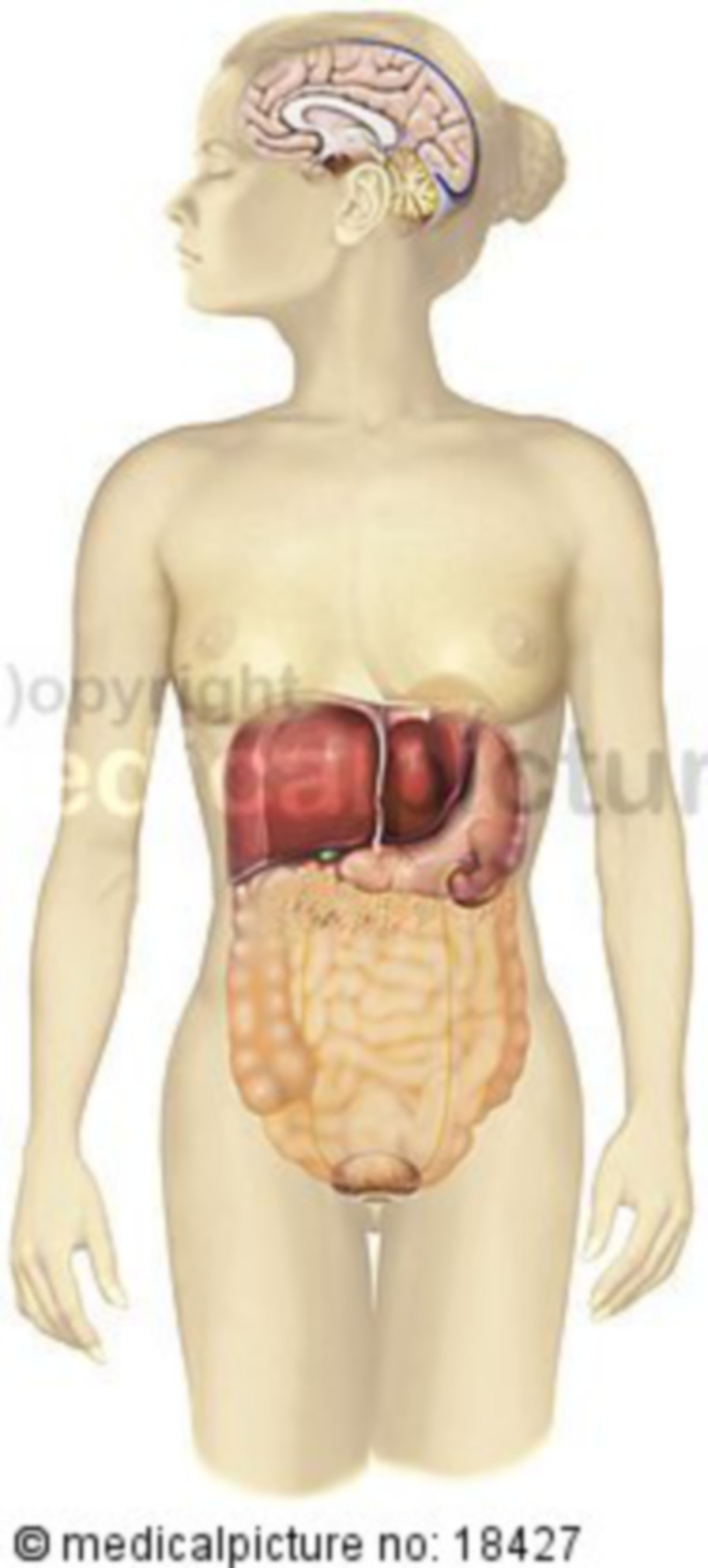 Zirbeldrüse, Organe,  pineal gland, Variante 2