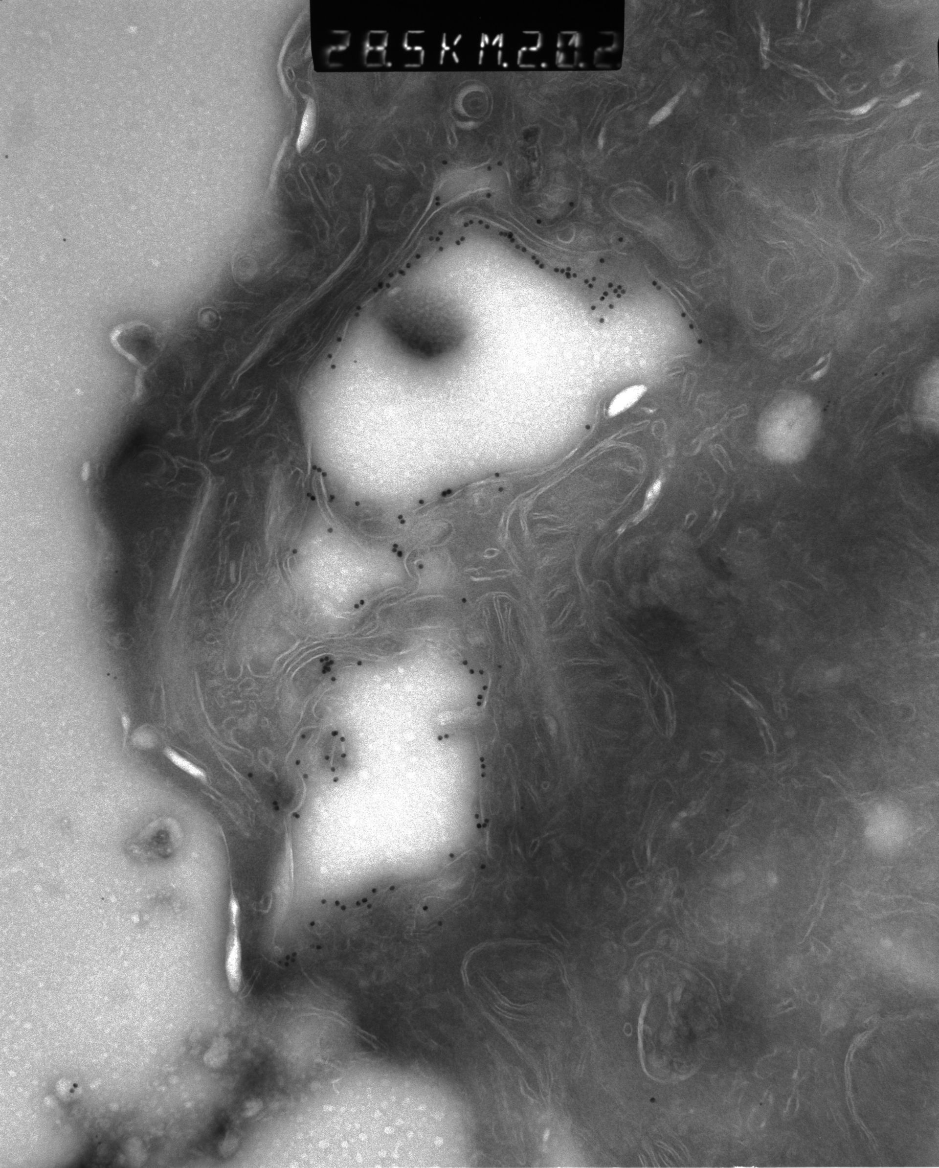 Rattus rattus (Mitochondrion) - CIL:38664