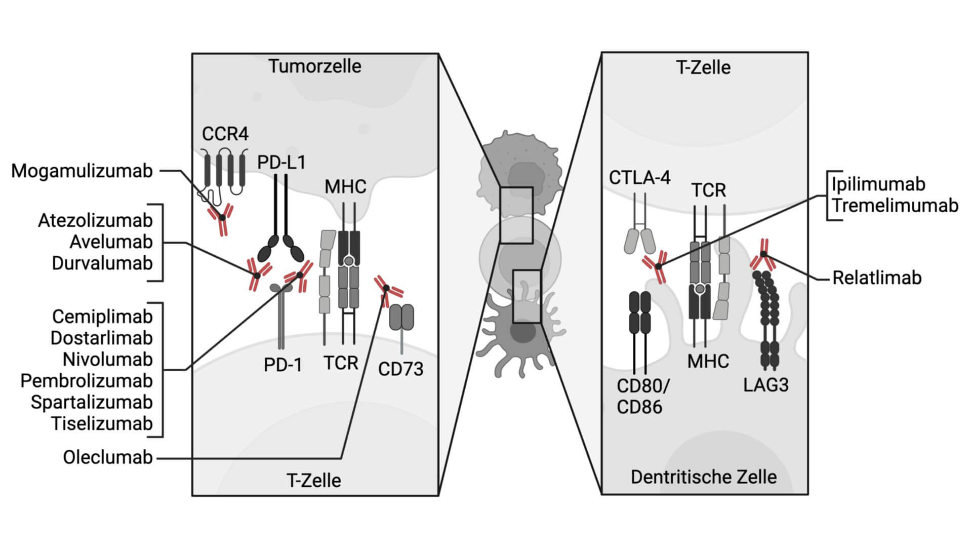 Checkpoint-Inhibitoren