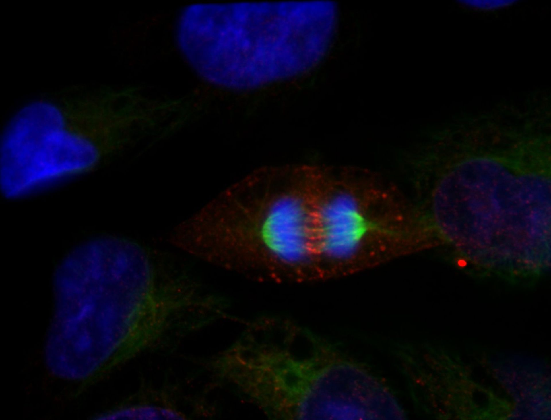 Homo sapiens (Nucleus) - CIL:7245