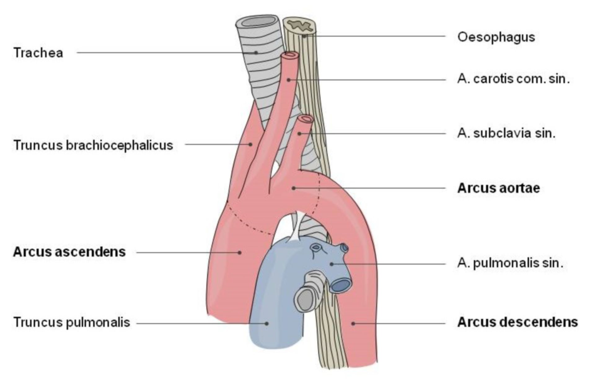Aorta - Abschnitte