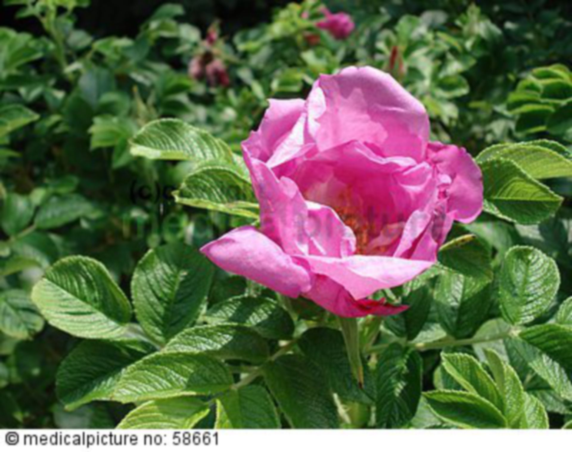  Rosenblüte 
