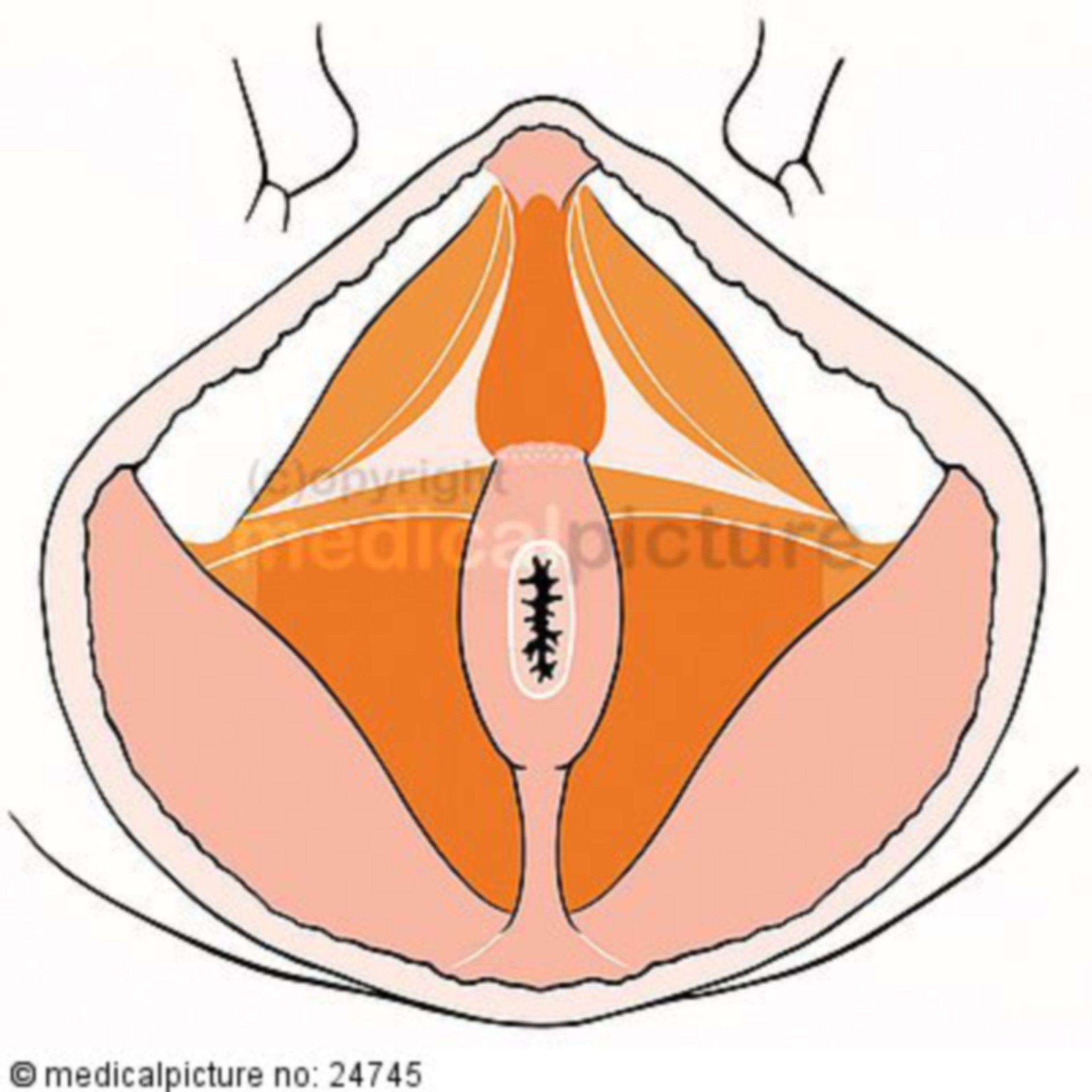 Beckenbodenmuskulatur des Mannes