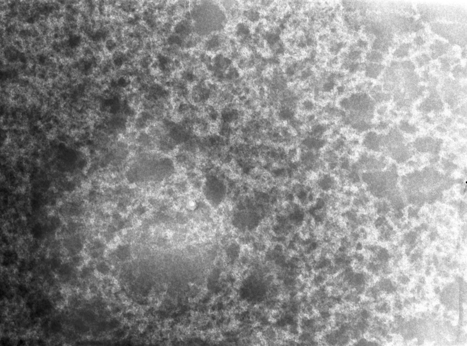 Notopthalmus viridescens (Nuclear chromatin) - CIL:9984