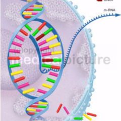 Transkription DocCheck Flexikon