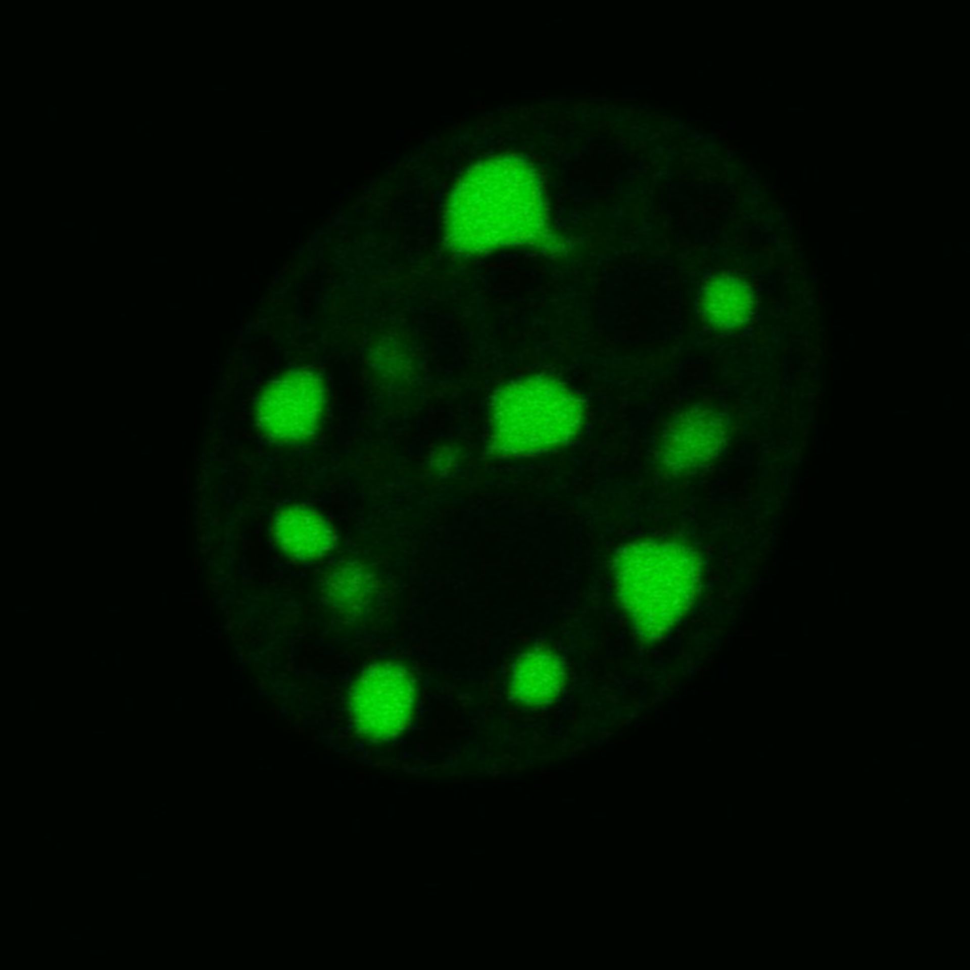 Mus musculus (Nuclear chromatin) - CIL:8050