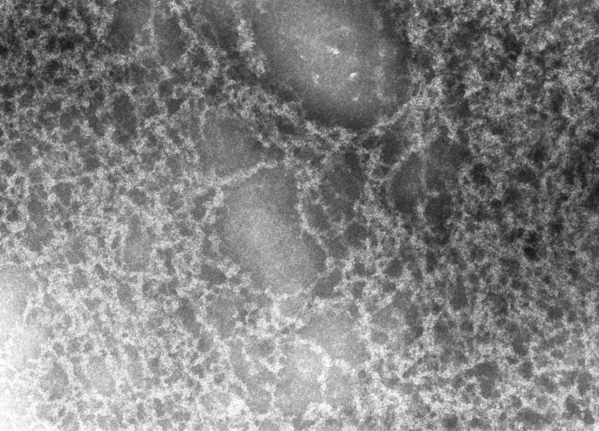 Notopthalmus viridescens (Nuclear chromatin) - CIL:9977