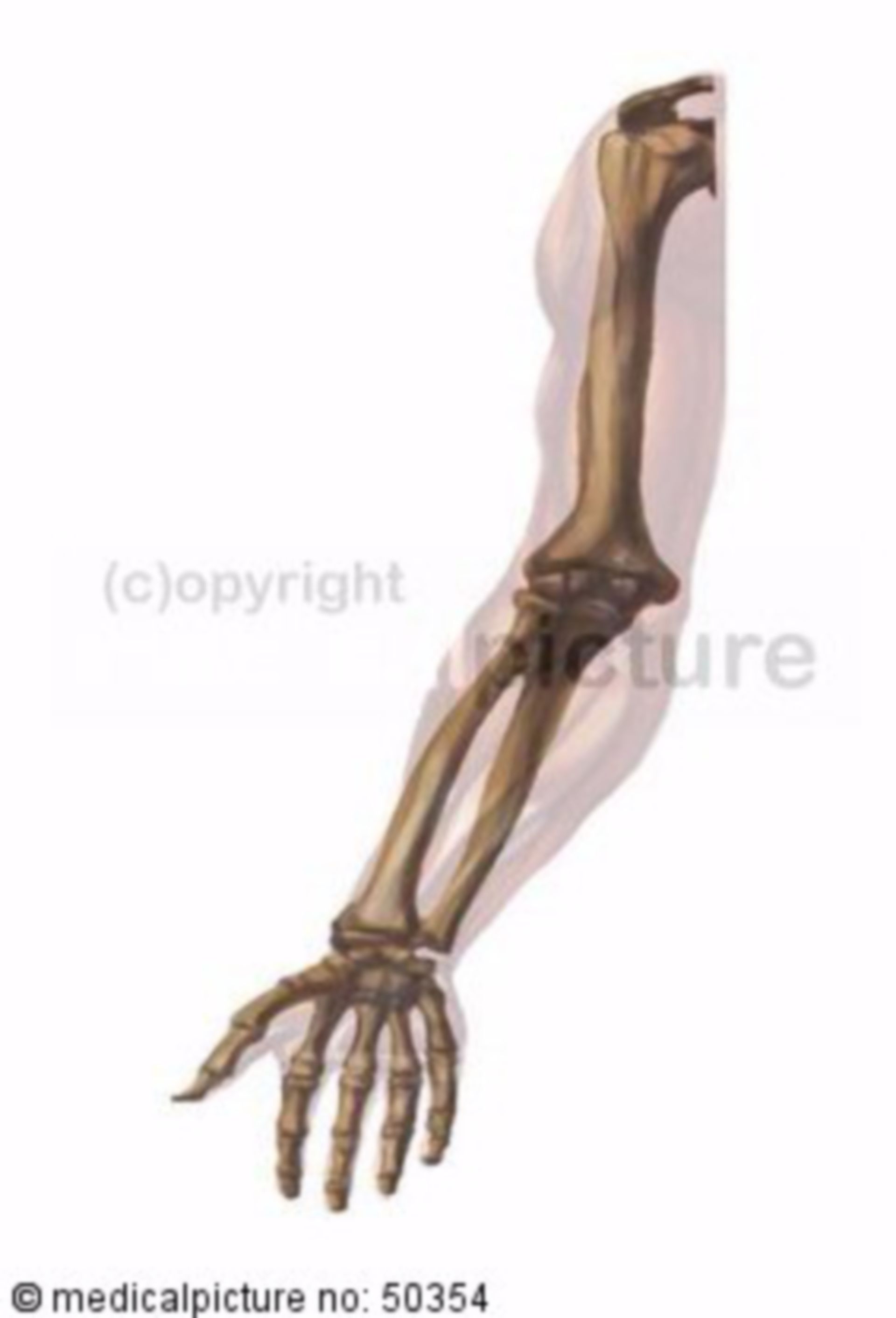 Arm- und Handknochen 

