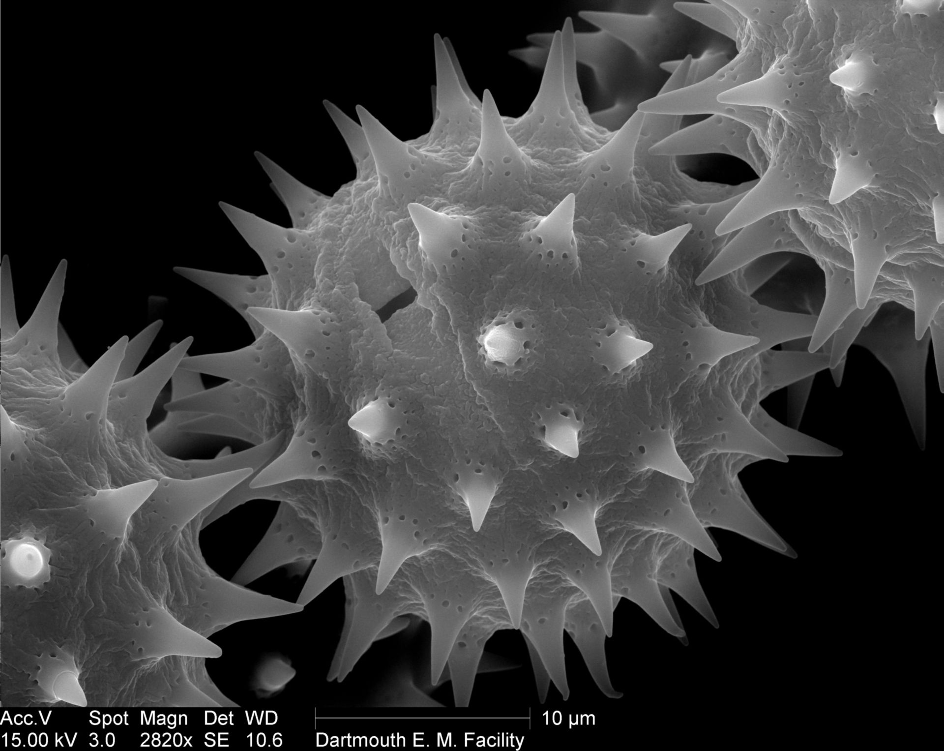 Helianthus annuus (Pollen wall) - CIL:40277