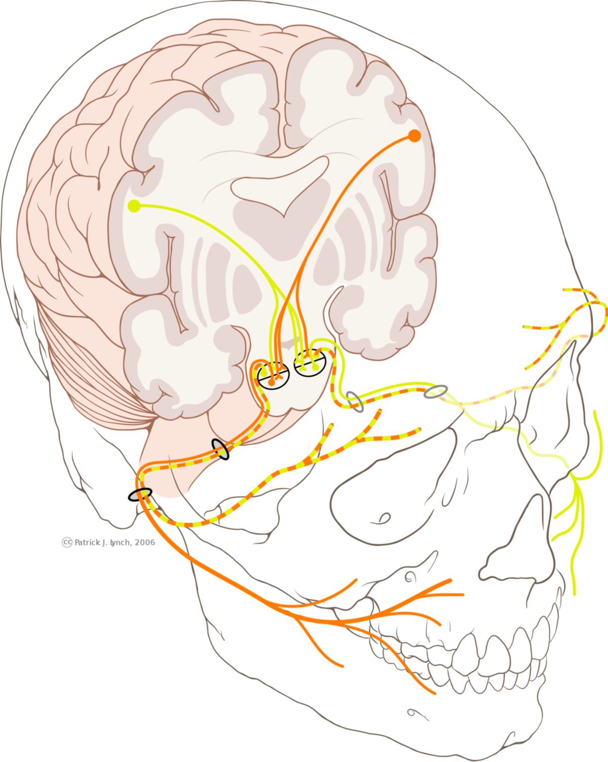 Nervus facialis (Illustration)