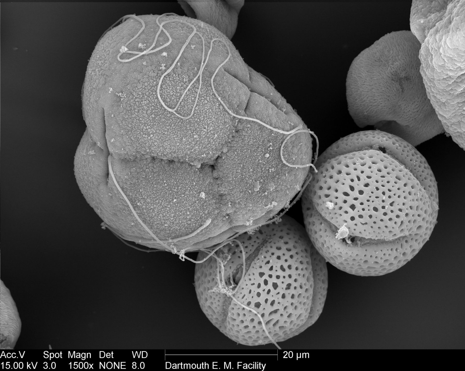 Rhododendron (Pollen wall) - CIL:40302