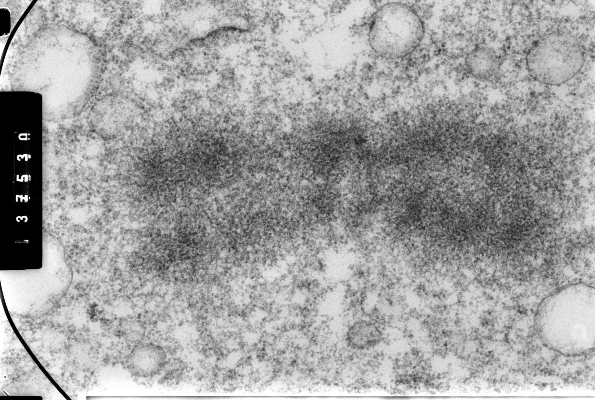 Cricetulus griseus (Nuclear chromosome) - CIL:35457