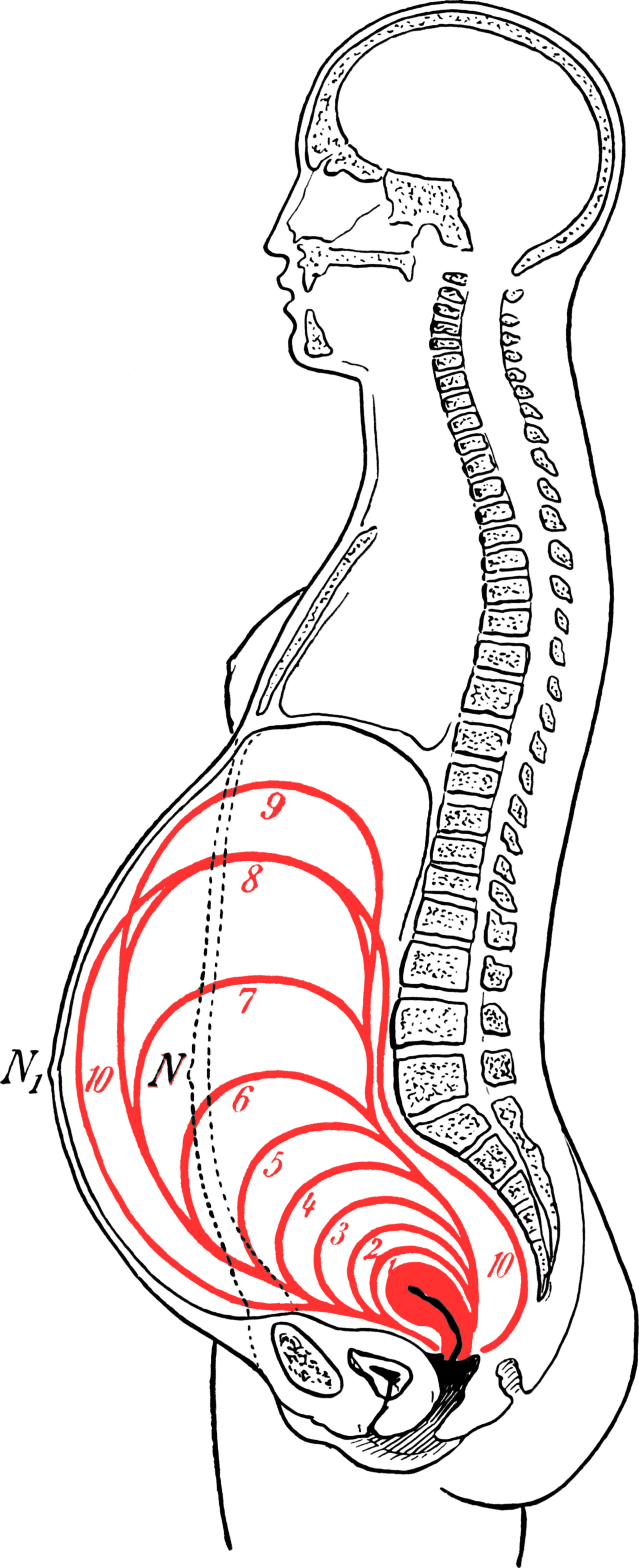 Uterus During Pregnancy DocCheck