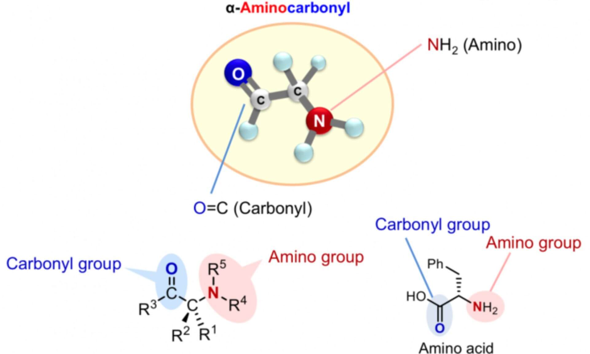 Custom Synthesis of Amino Acids