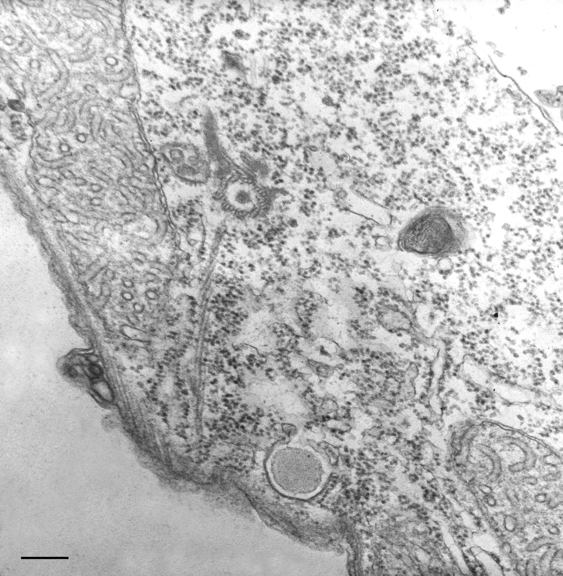 Tetrahymena pyriformis (Pellicle) - CIL:36216