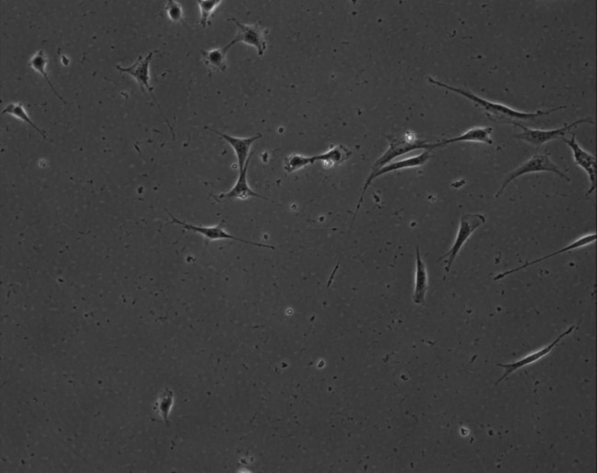 Mus musculus (Extracellular matrix part) - CIL:8864