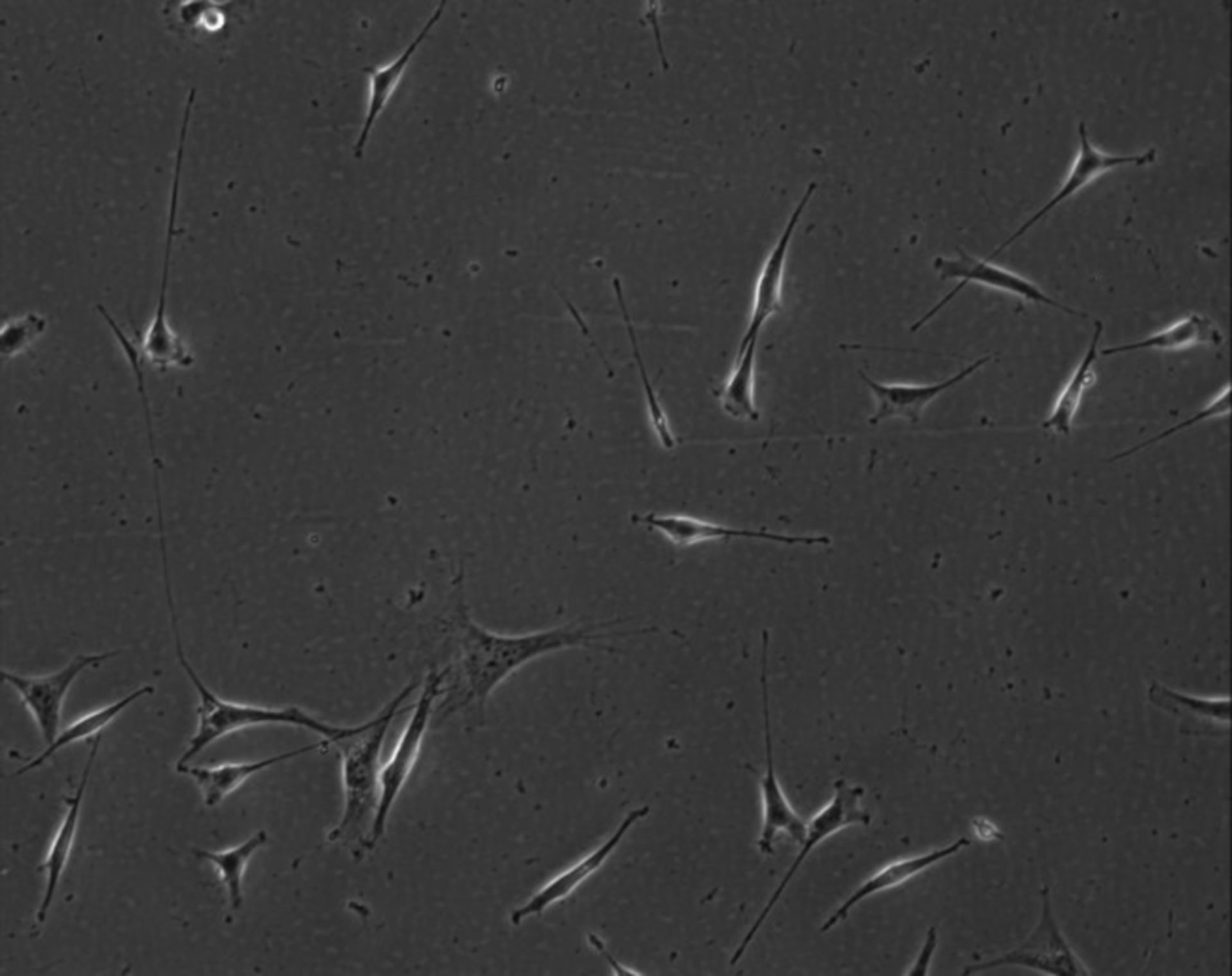 Mus musculus (Extracellular matrix part) - CIL:8994