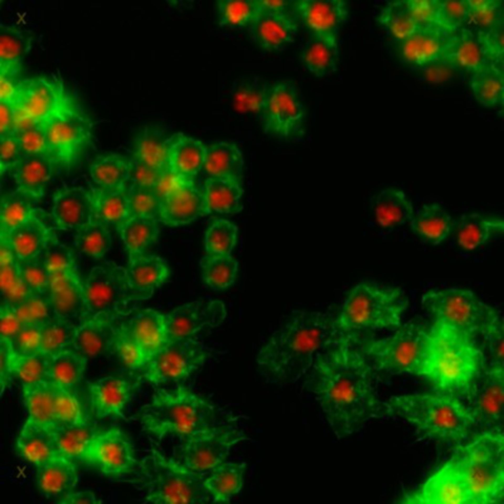 Drosophila melanogaster (Actin filament) - CIL:32139