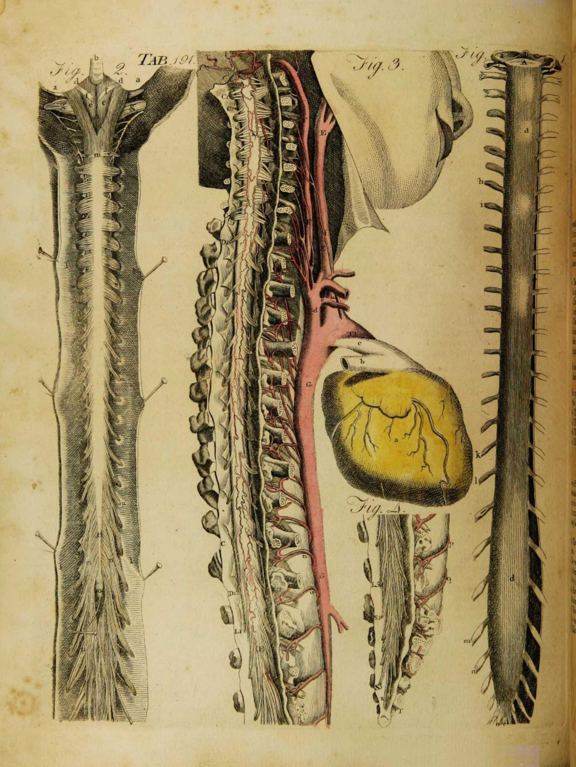 Wirbelsäule, Rückenmark und Austritt der Spinalnerven