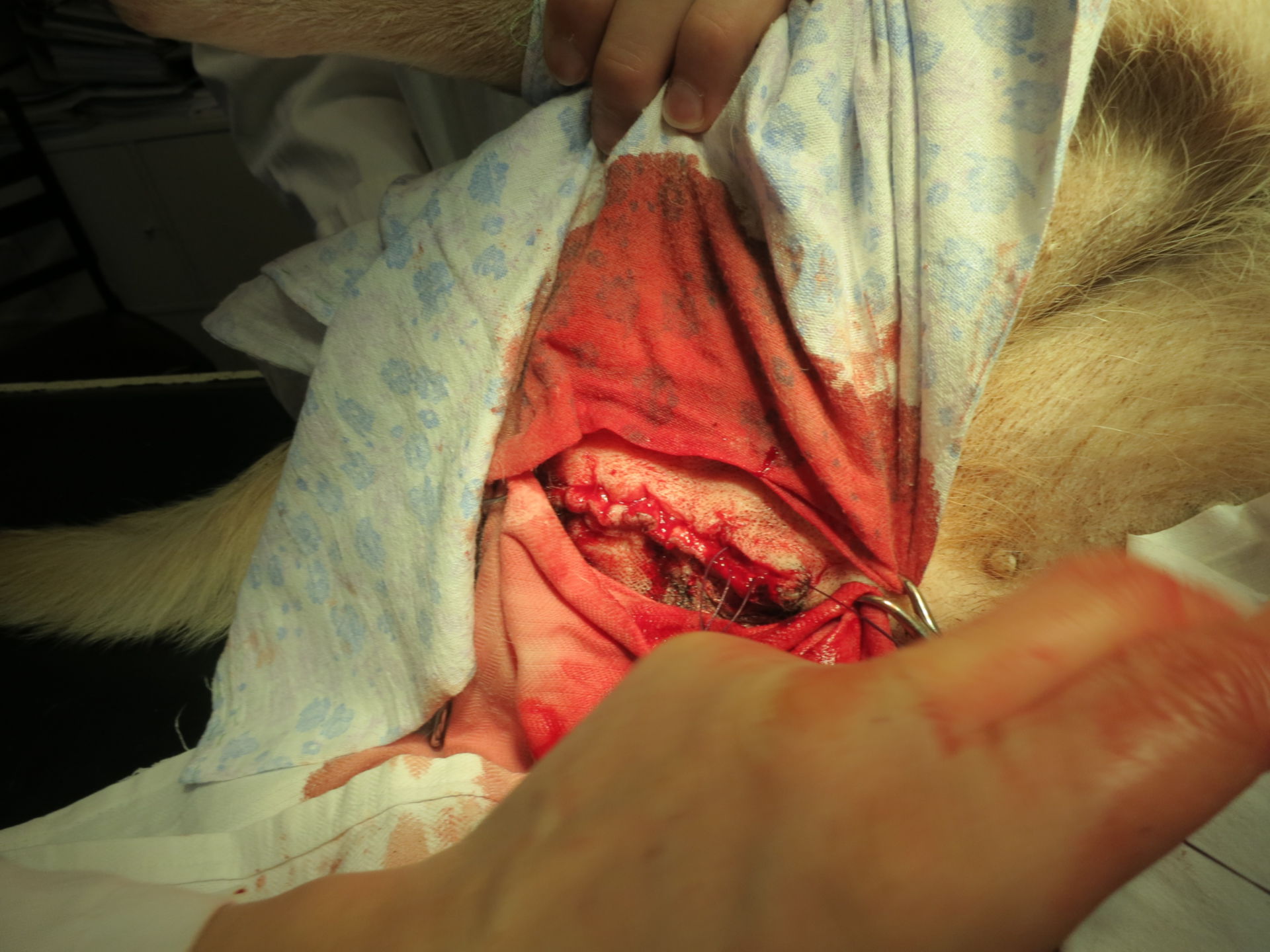Tumor testicular en perro - lado derecho (13)
